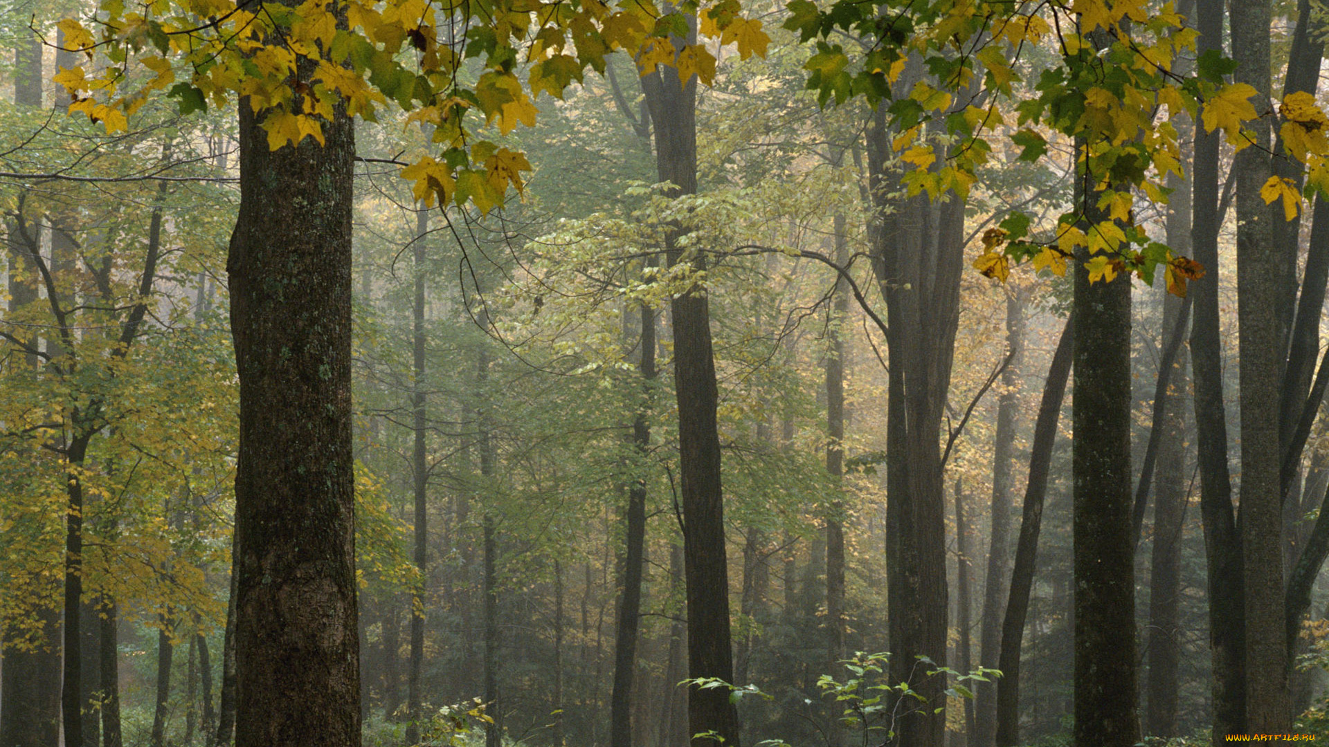 природа, лес