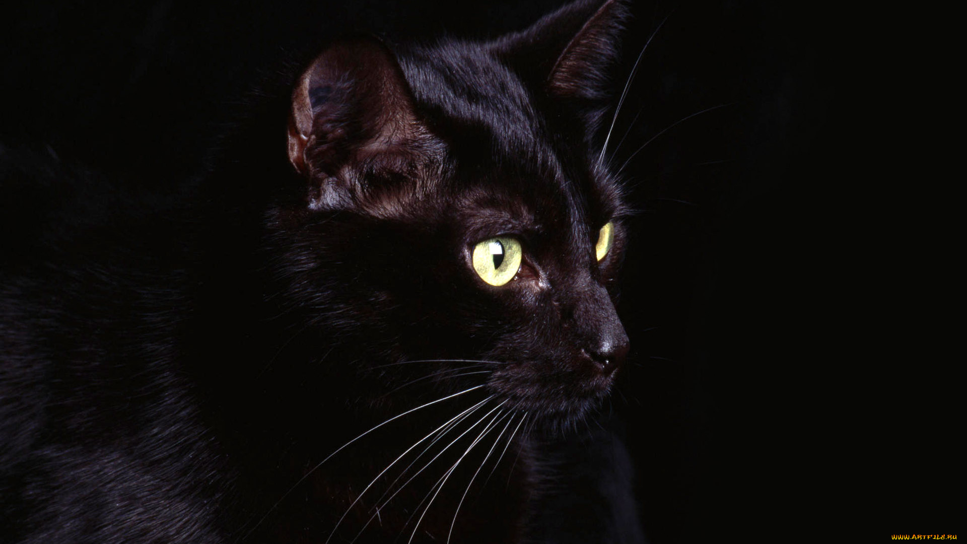 животные, коты