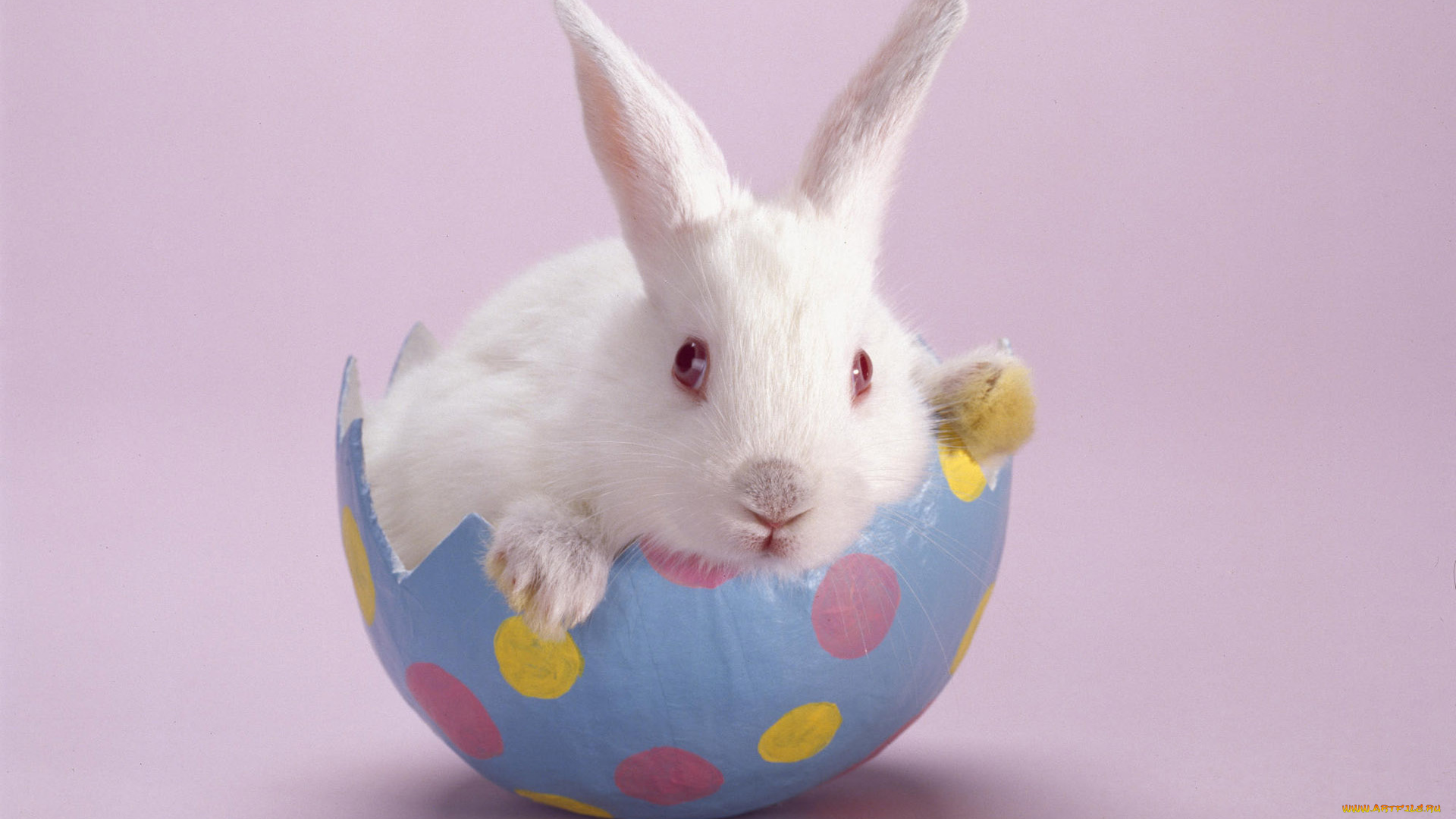 животные, кролики, зайцы