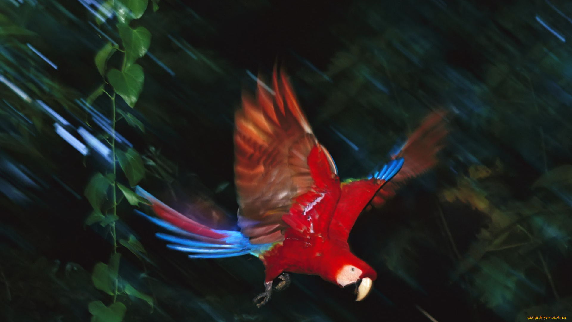 животные, попугаи