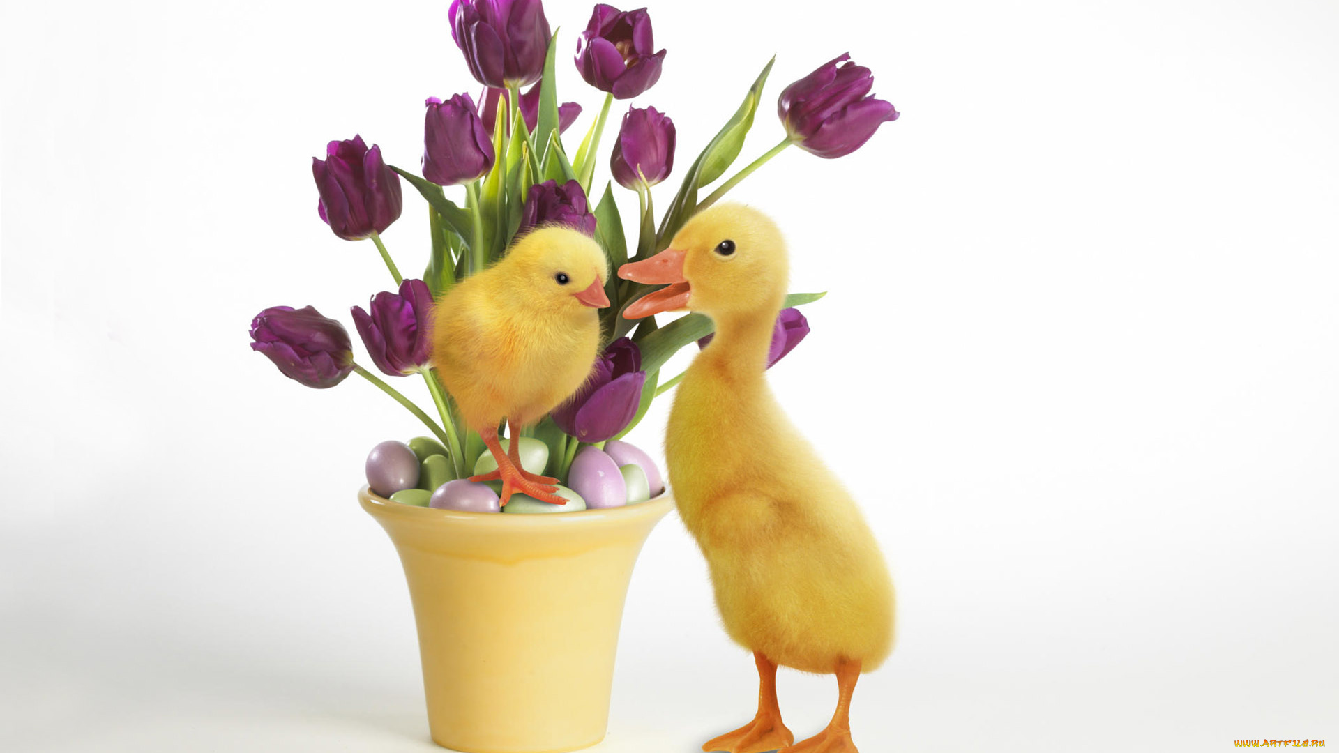 животные, птицы