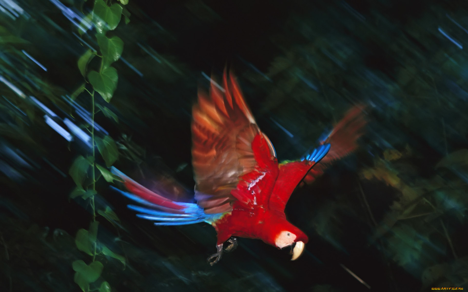 животные, попугаи