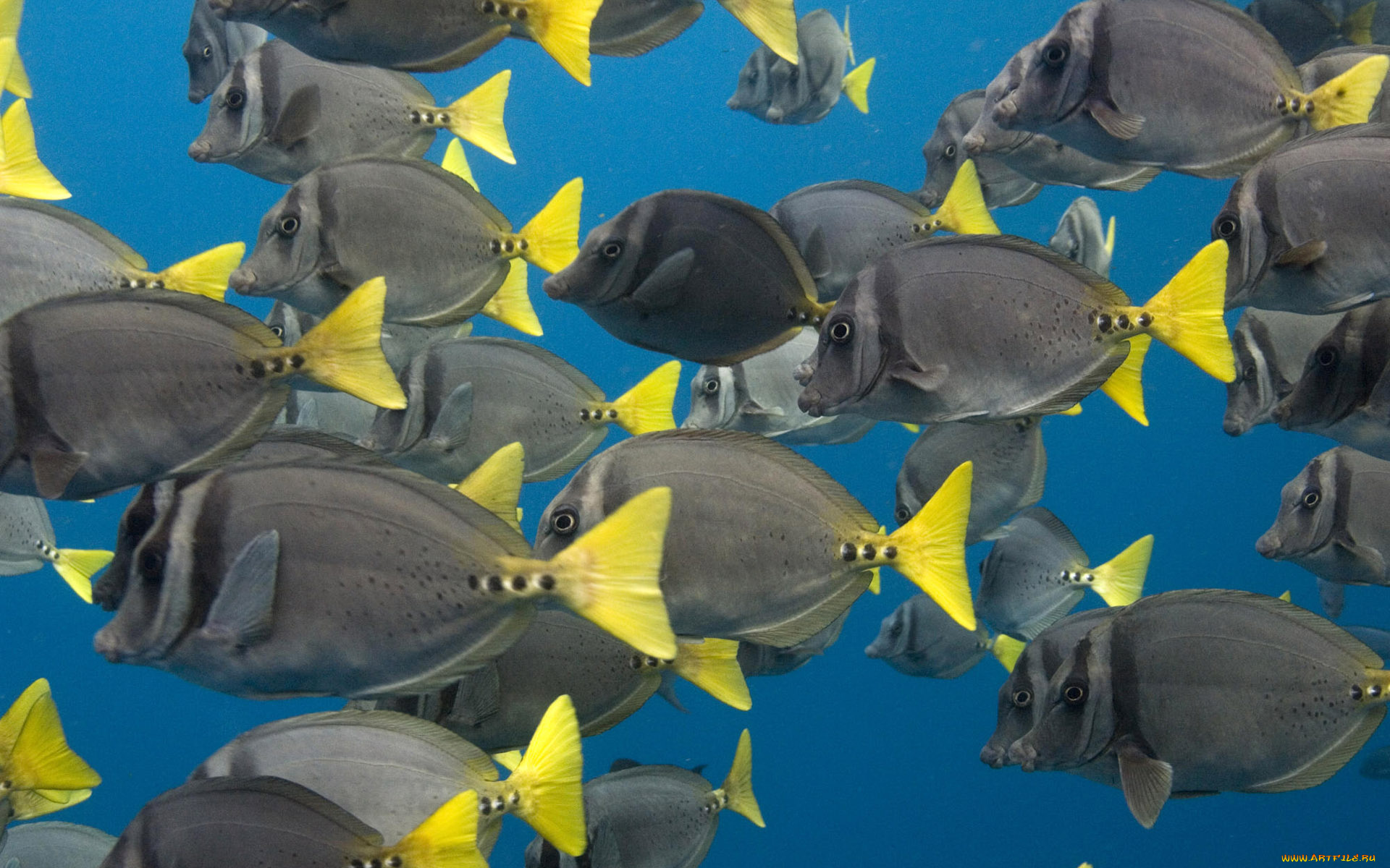 животные, рыбы