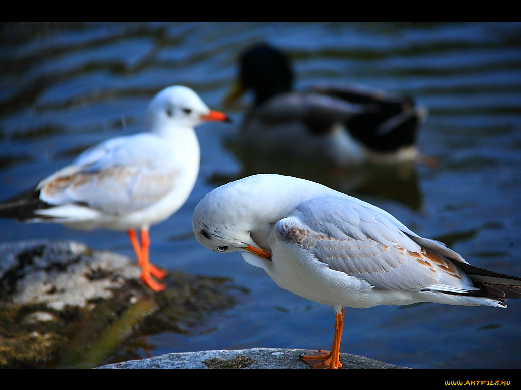 животные, Чайки, бакланы, крачки