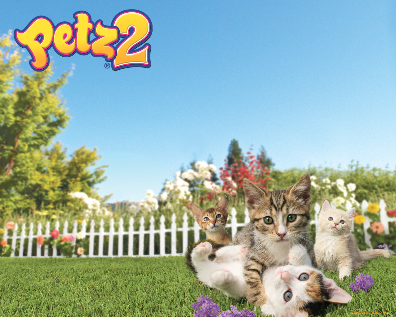 видео, игры, petz