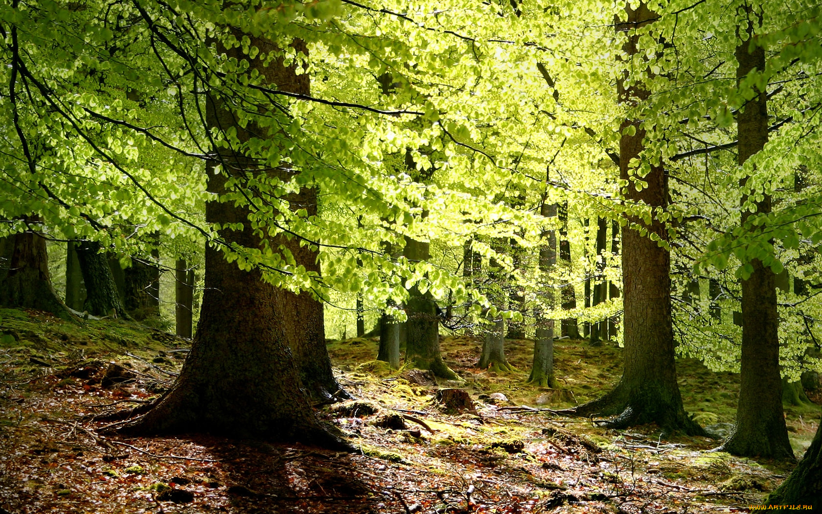 природа, лес