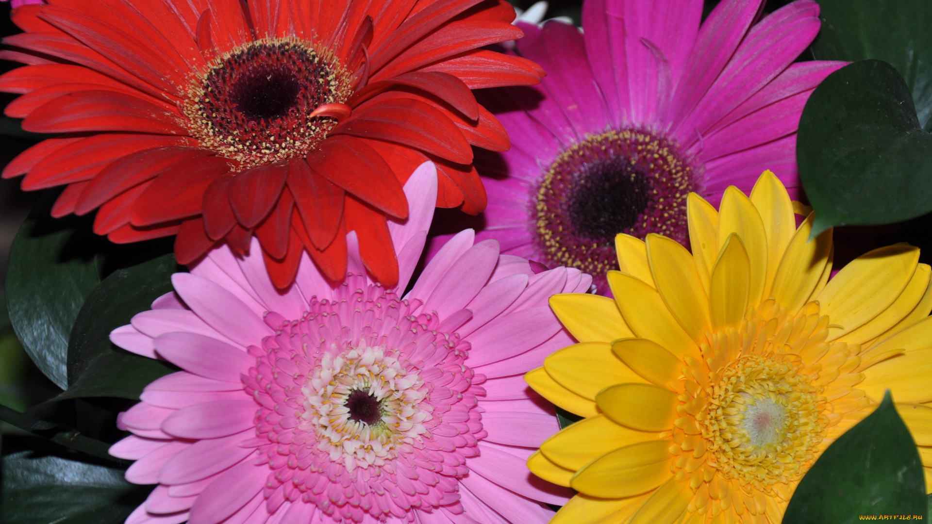 цветы, герберы