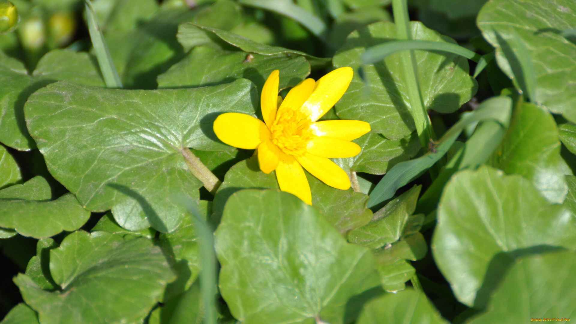 цветы, калужницы, лютики