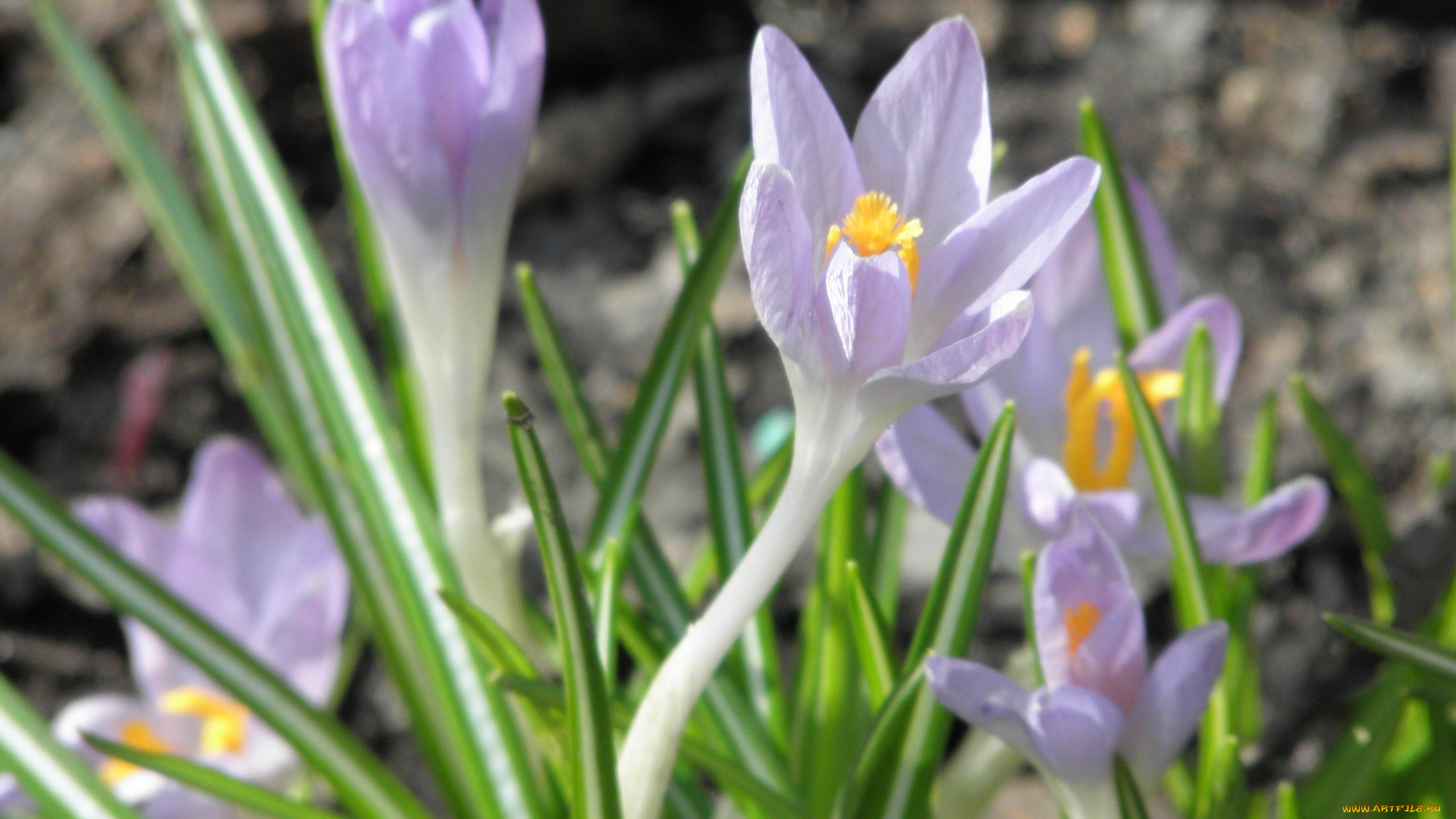 цветы, крокусы