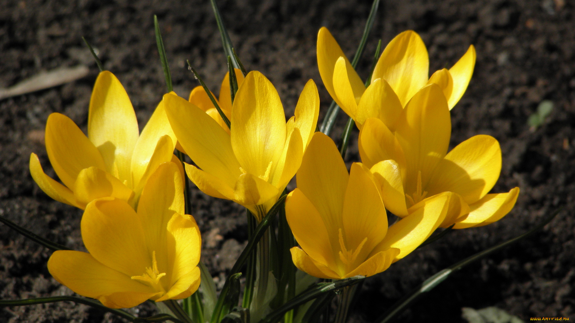 цветы, крокусы