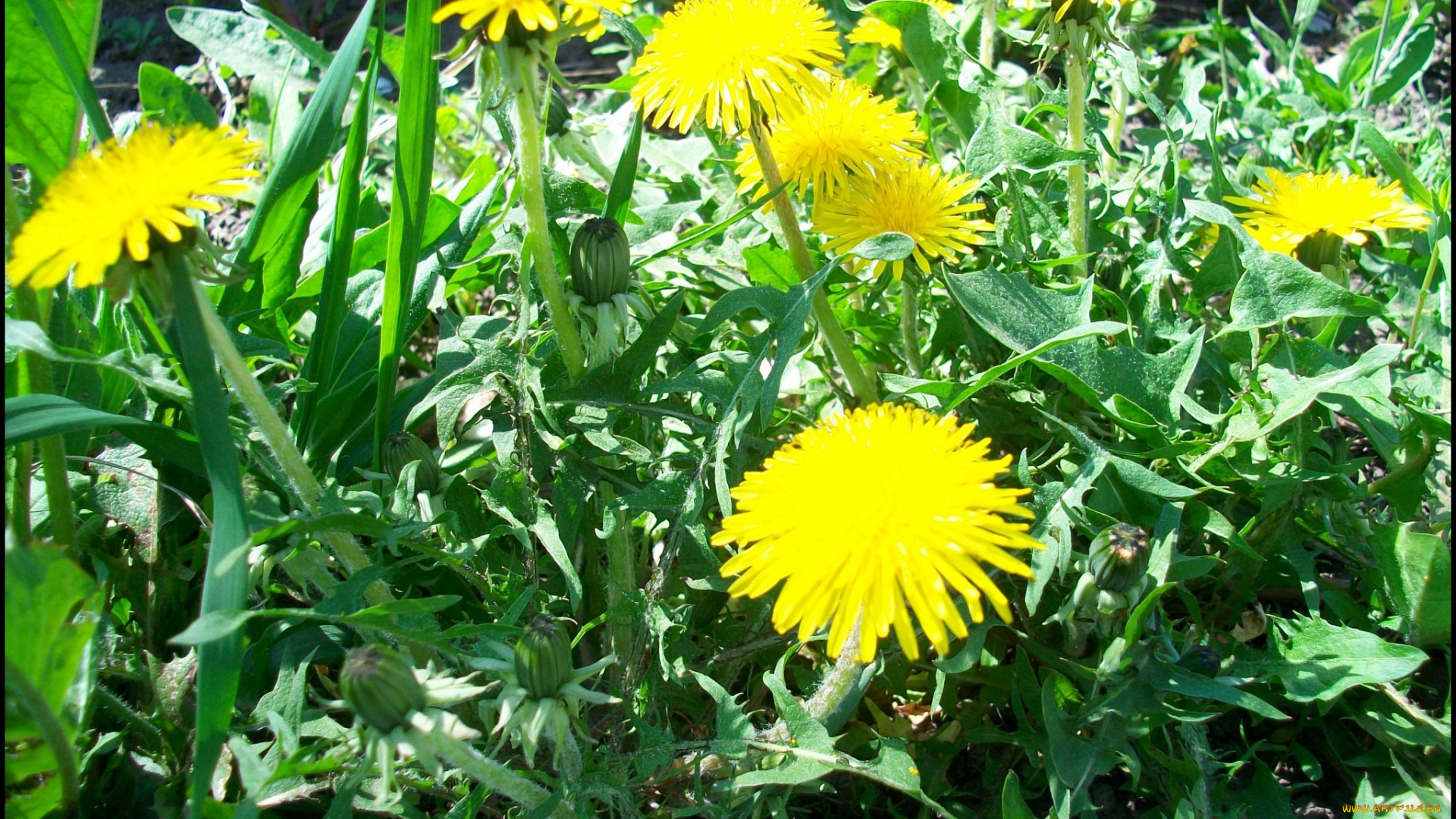 цветы, одуванчики