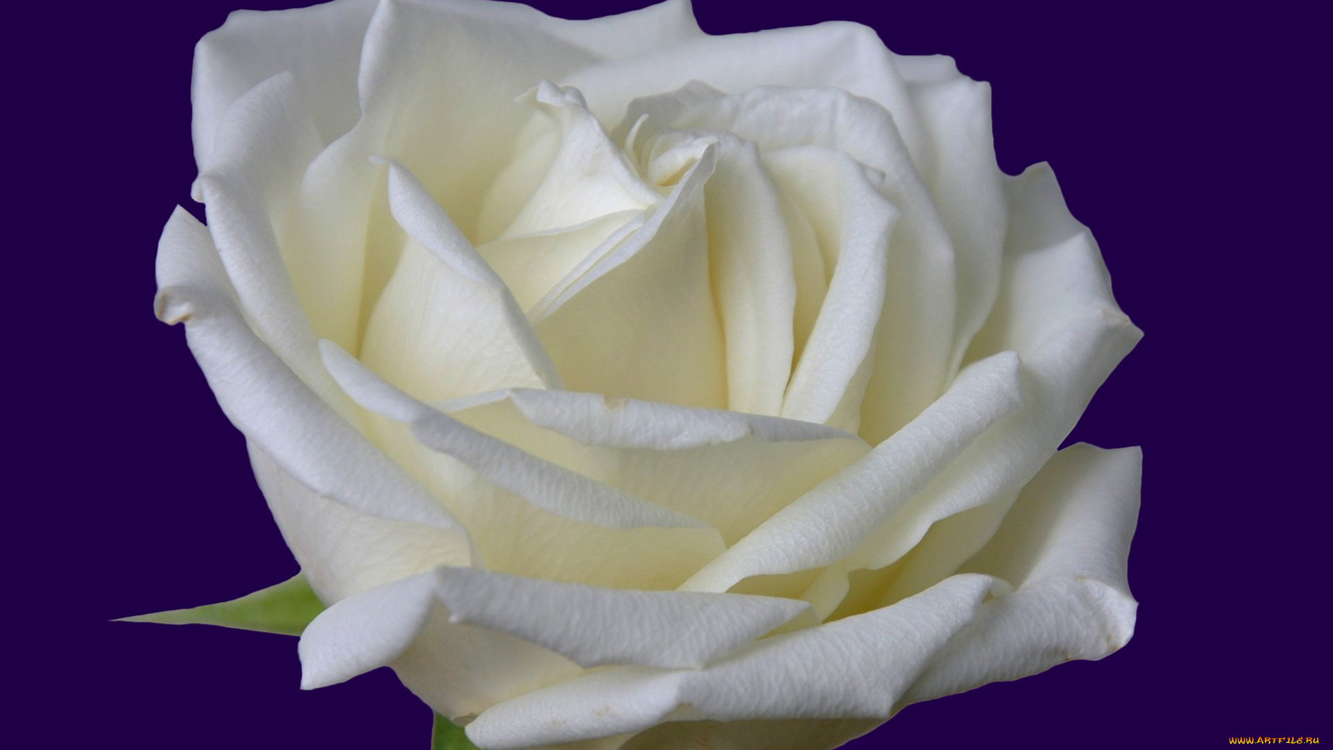 цветы, розы