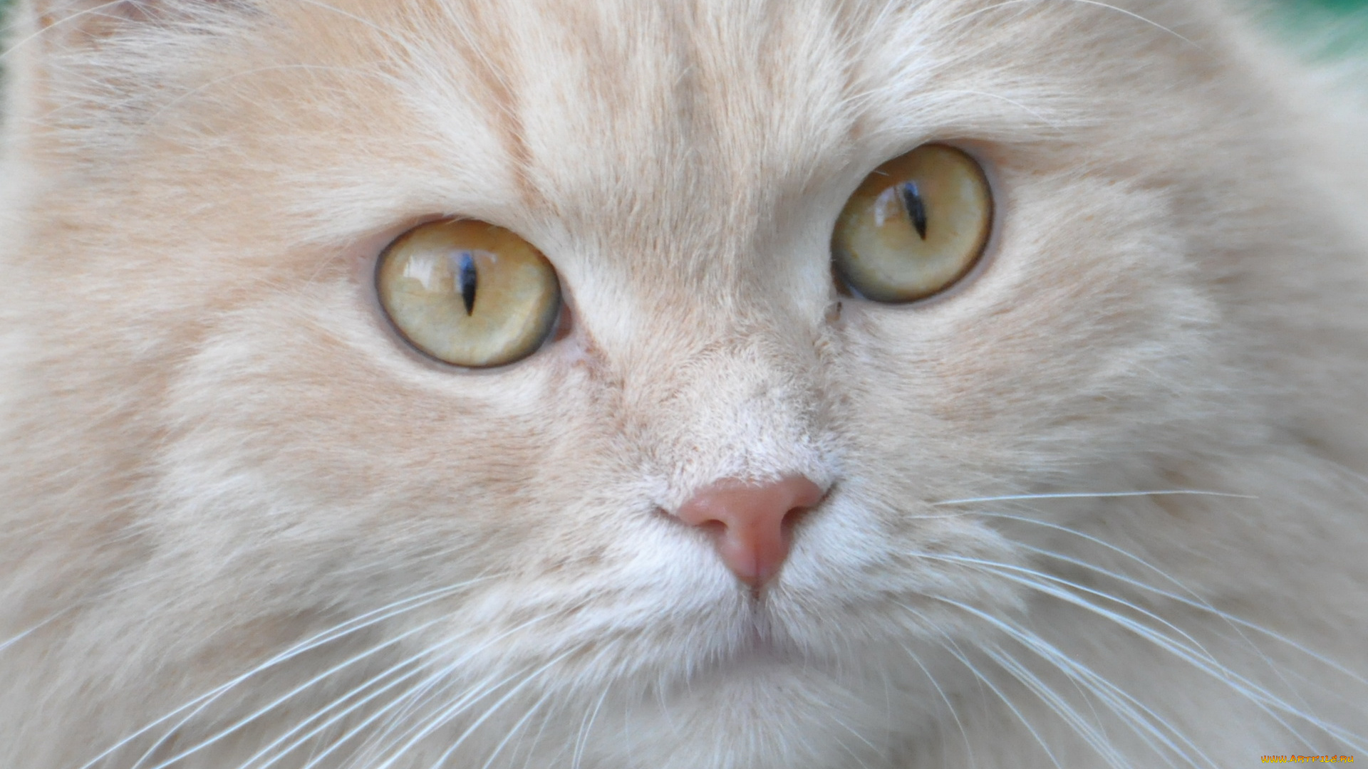 животные, коты