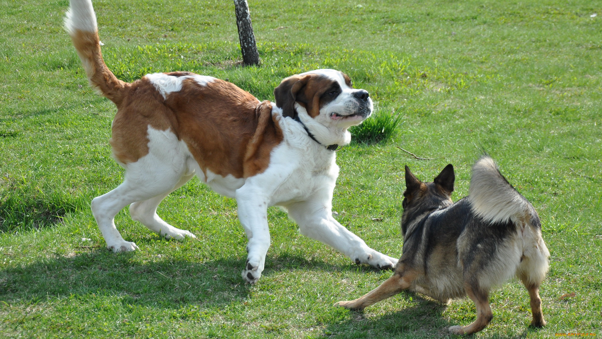 животные, собаки