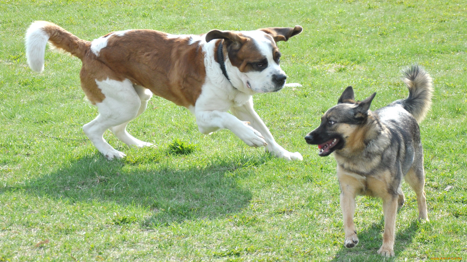 животные, собаки