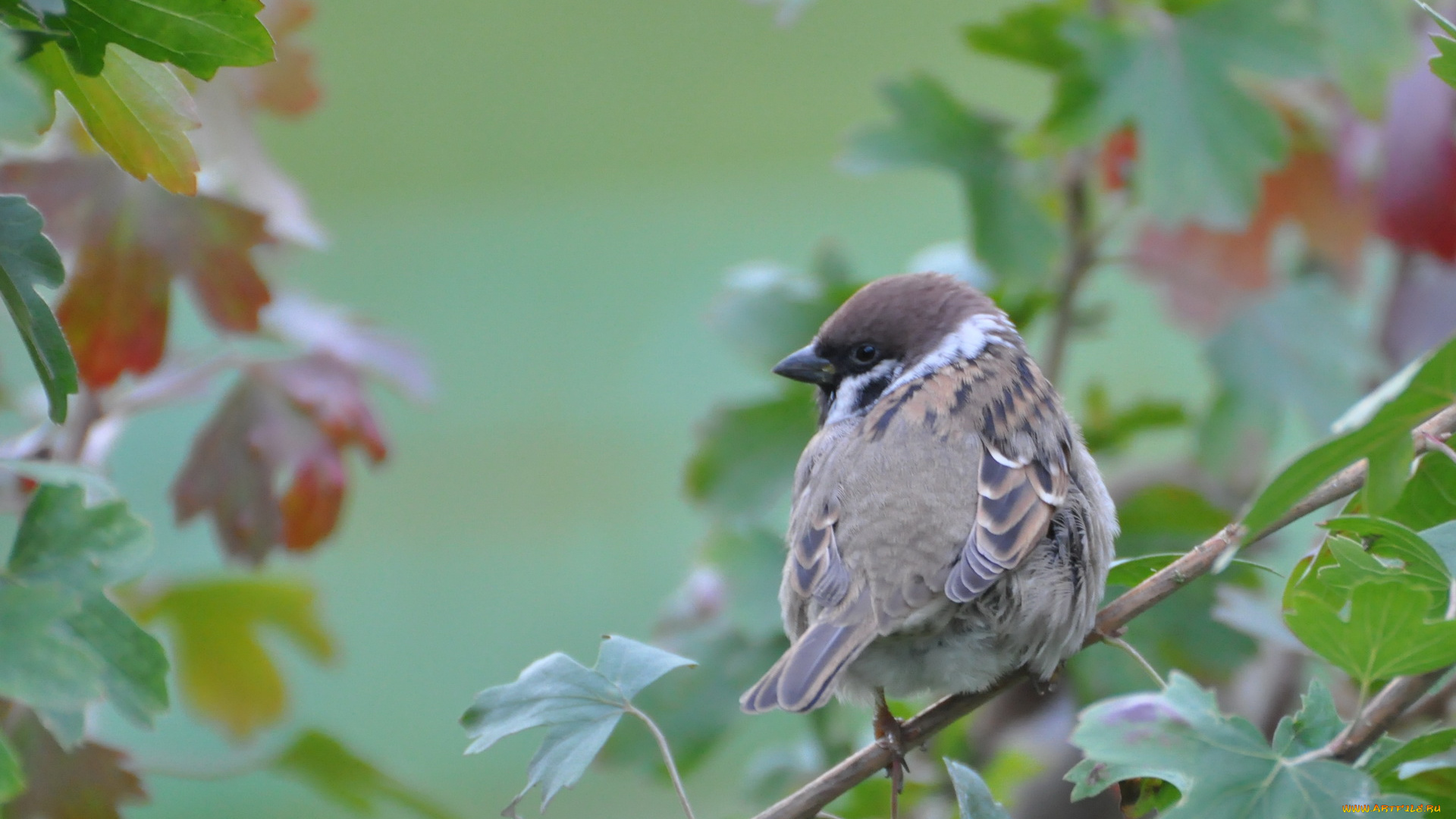животные, воробьи