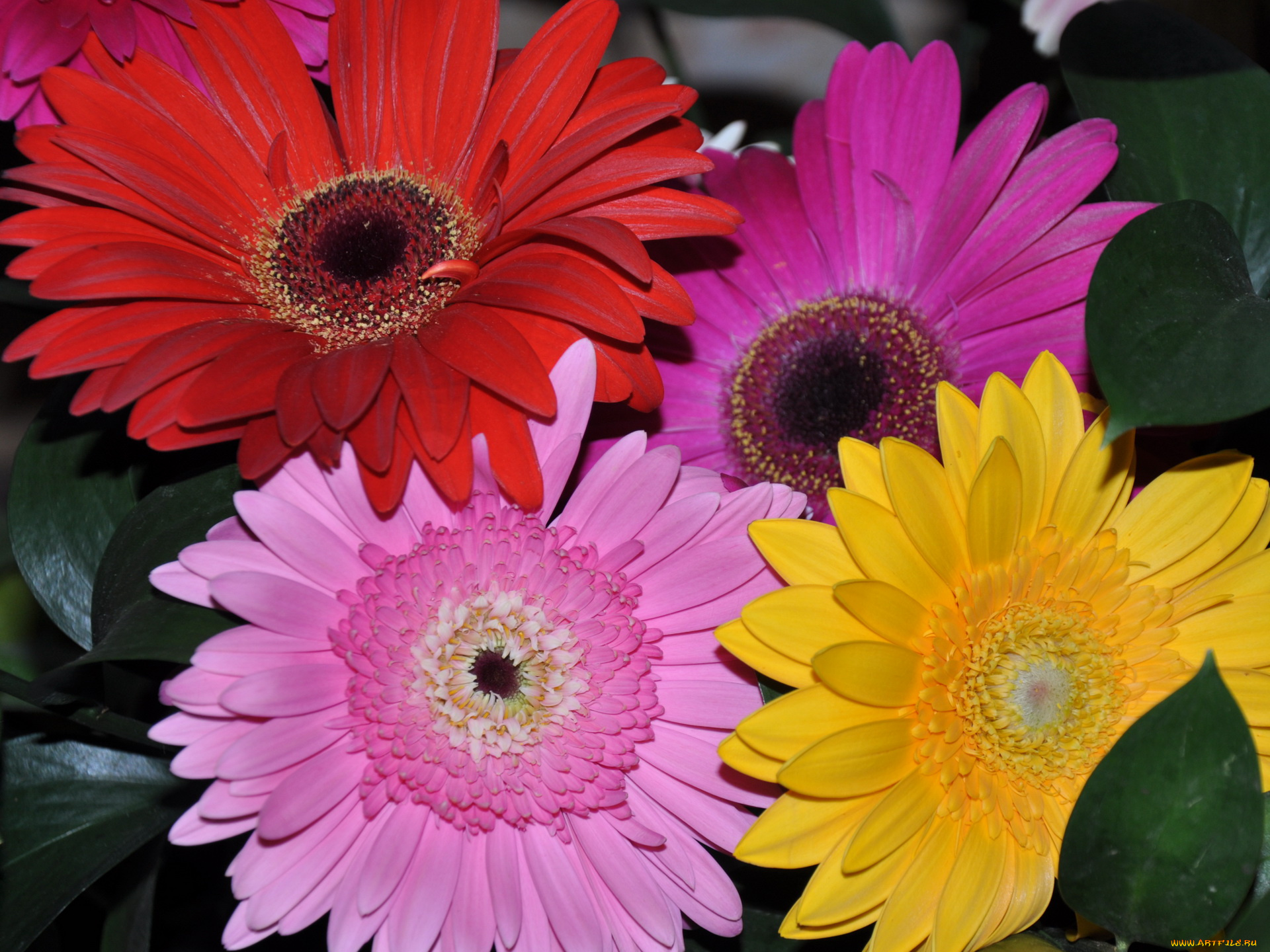 цветы, герберы