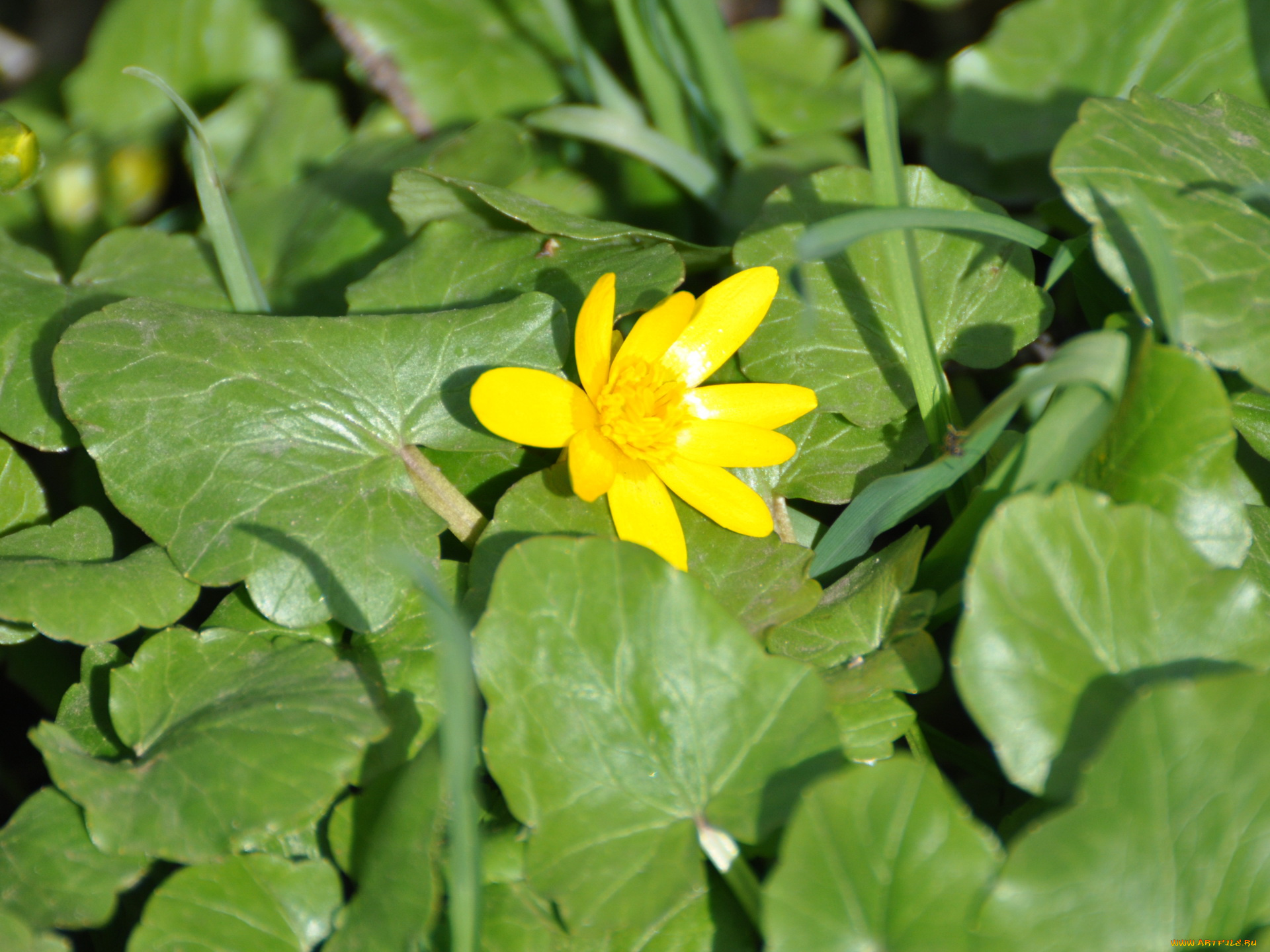 цветы, калужницы, лютики