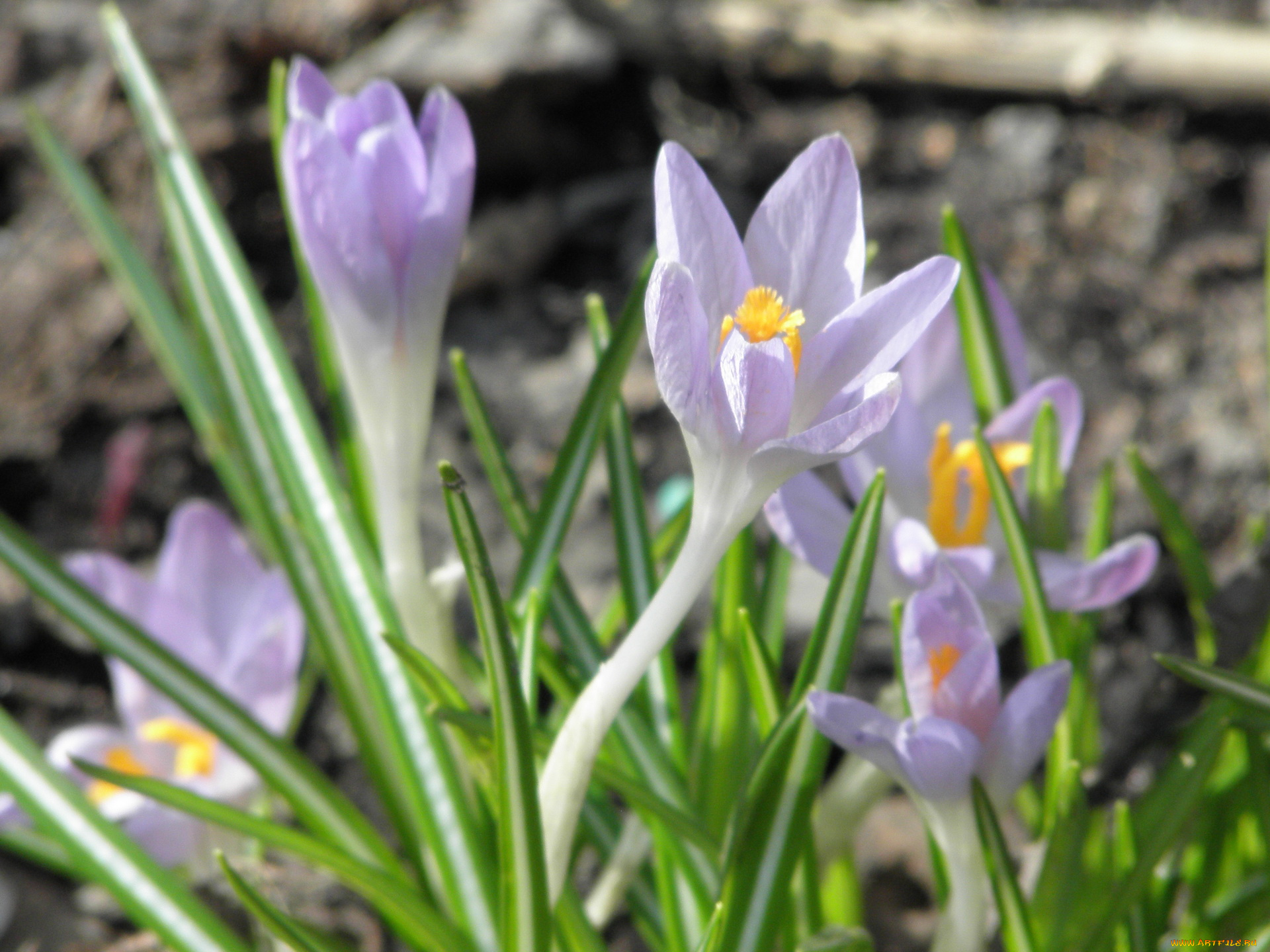 цветы, крокусы