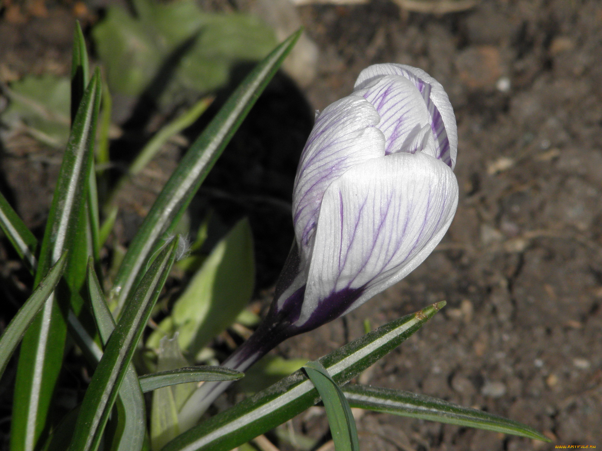 цветы, крокусы