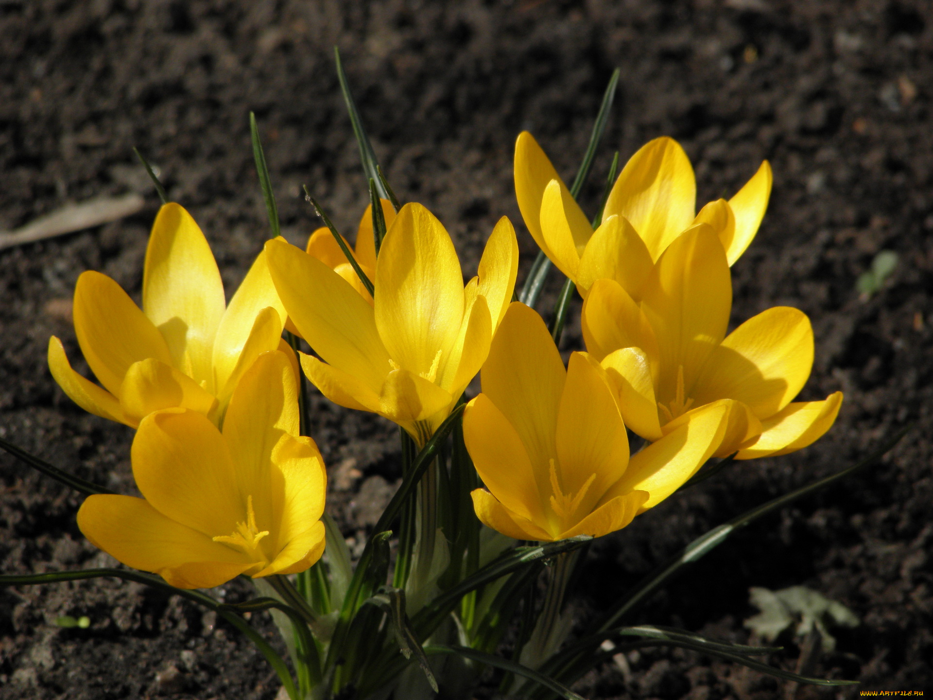 цветы, крокусы