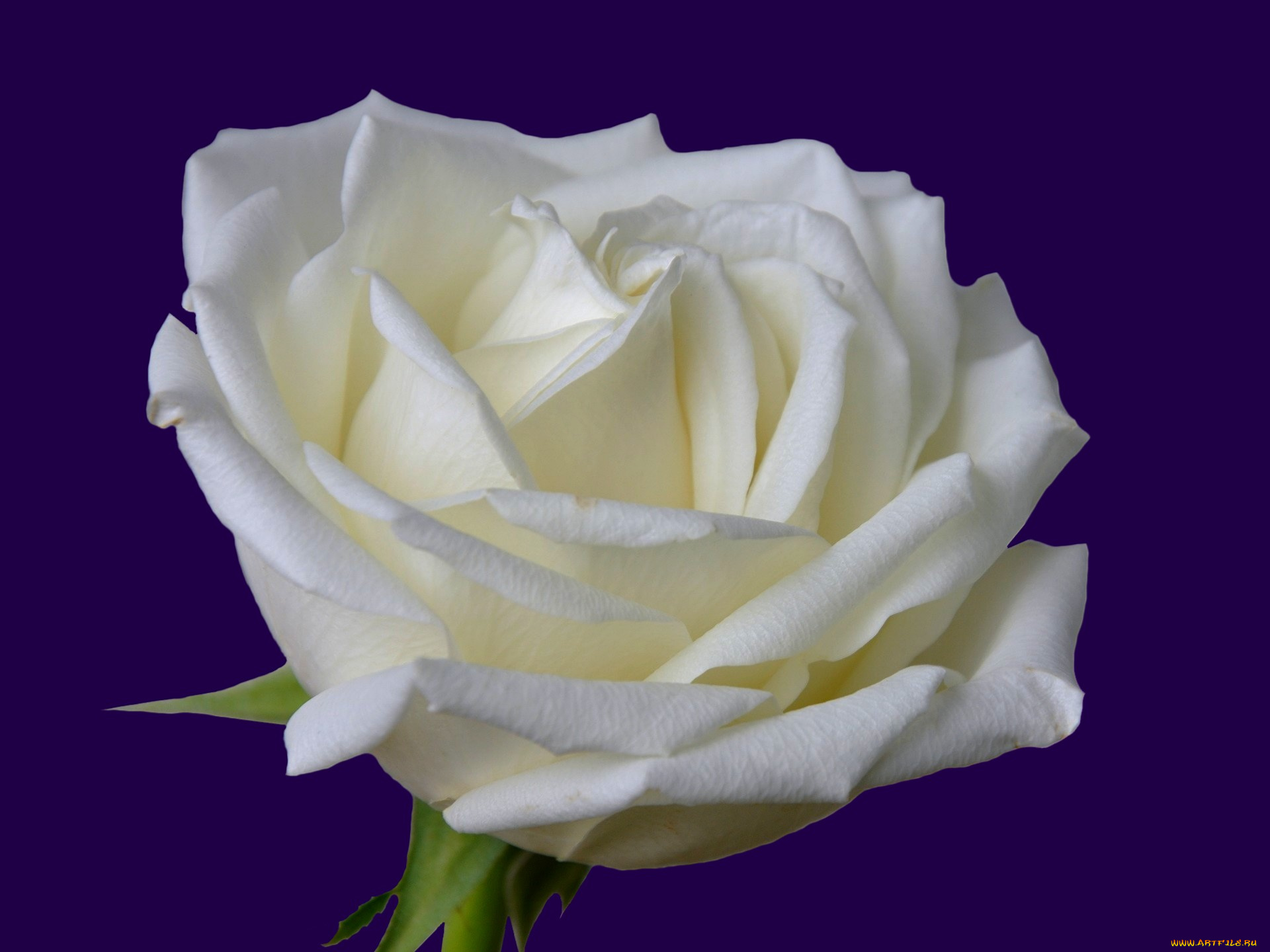 цветы, розы