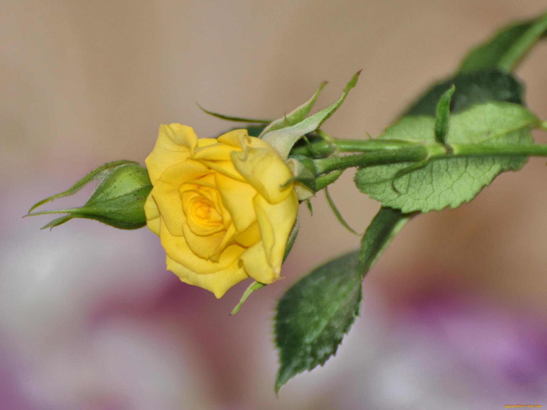 цветы, розы