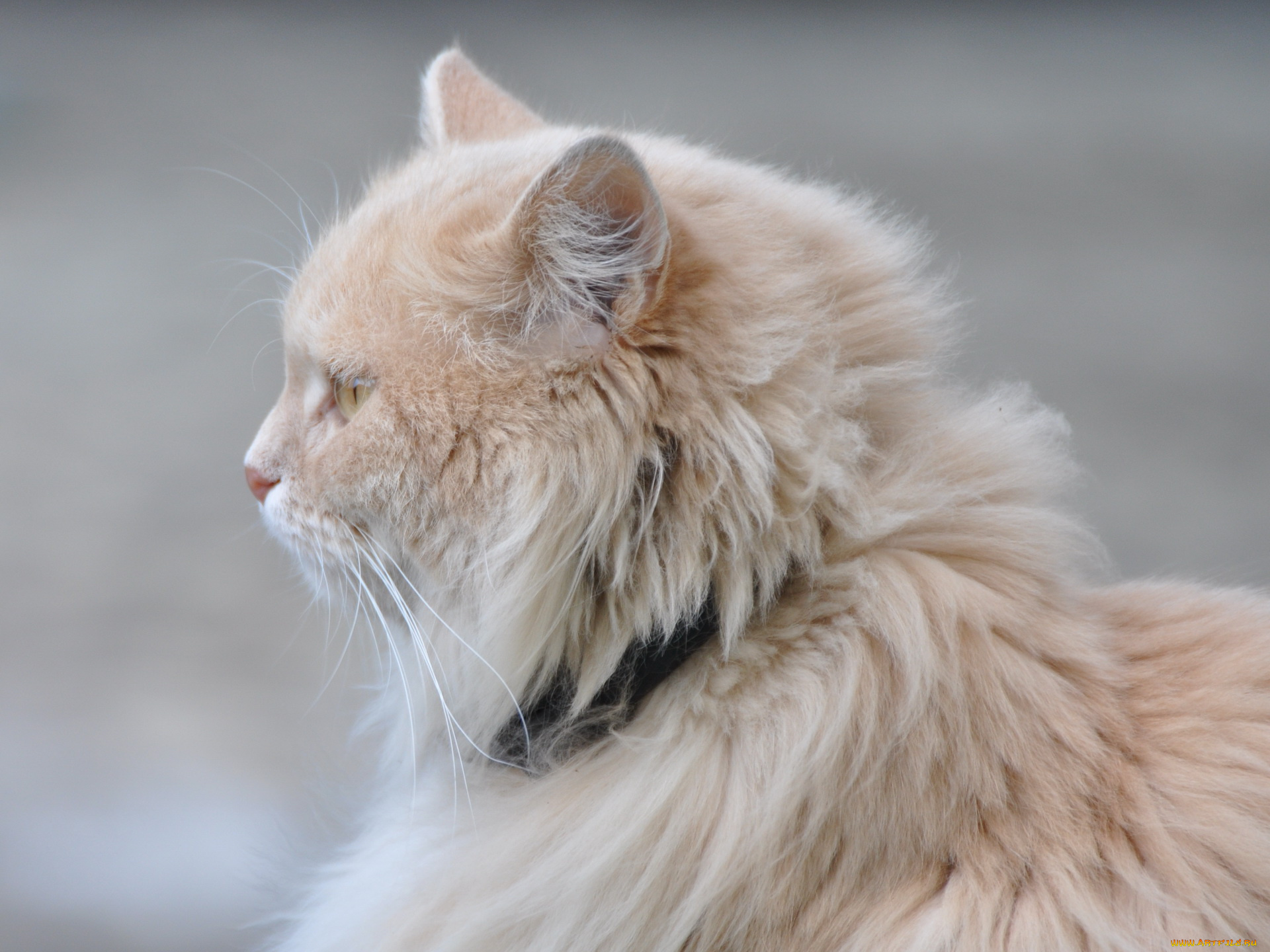 животные, коты