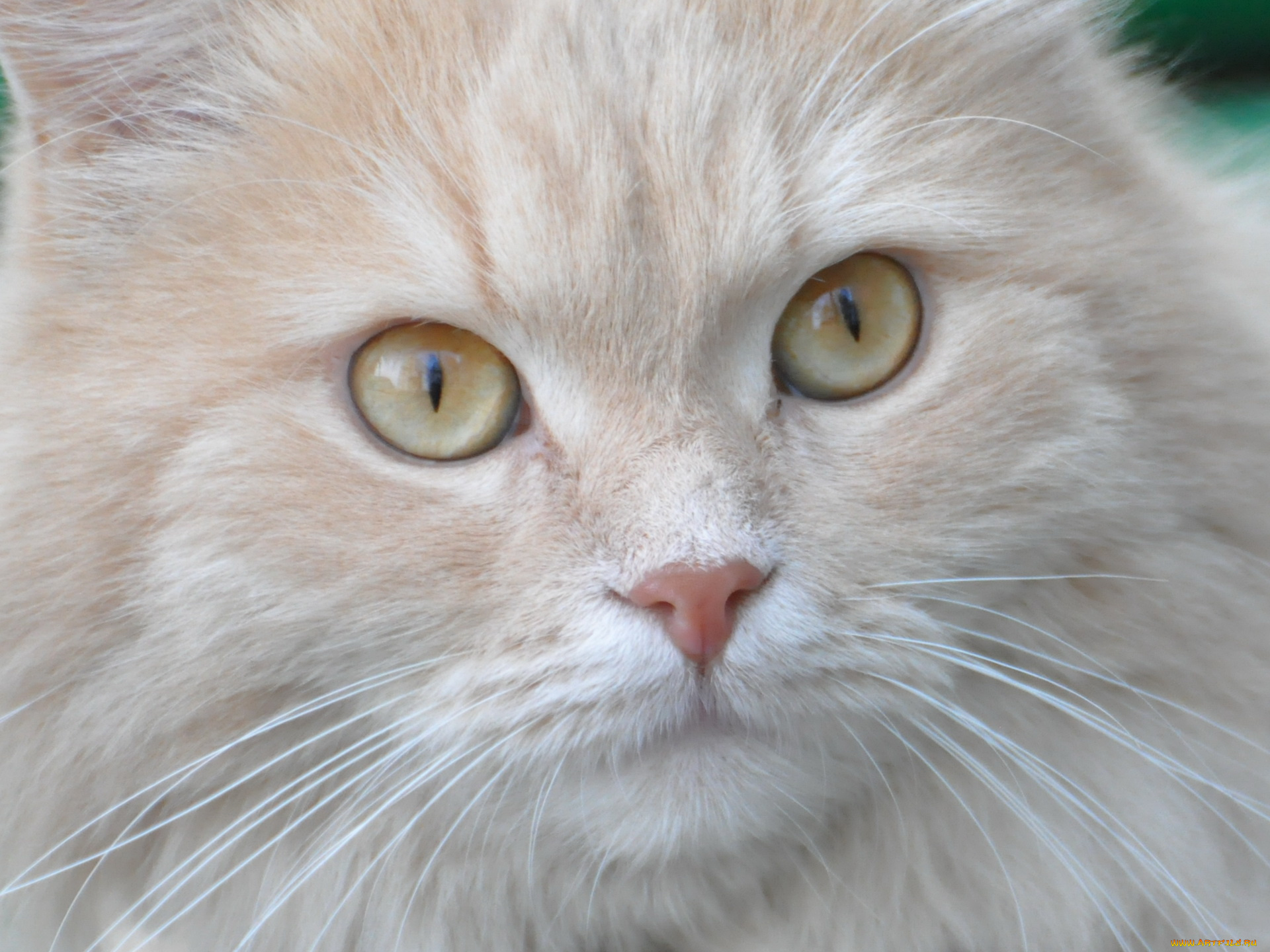 животные, коты