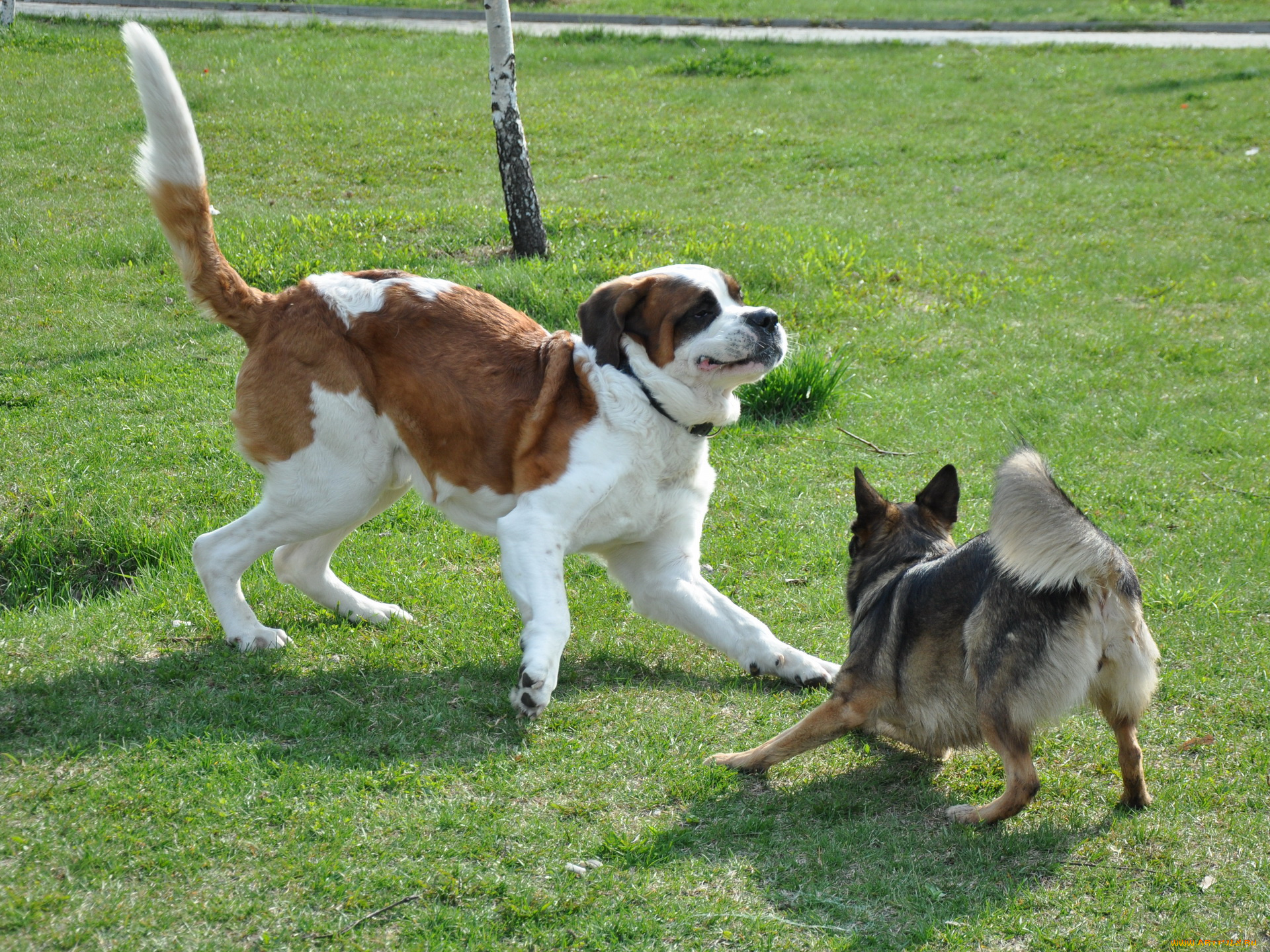 животные, собаки