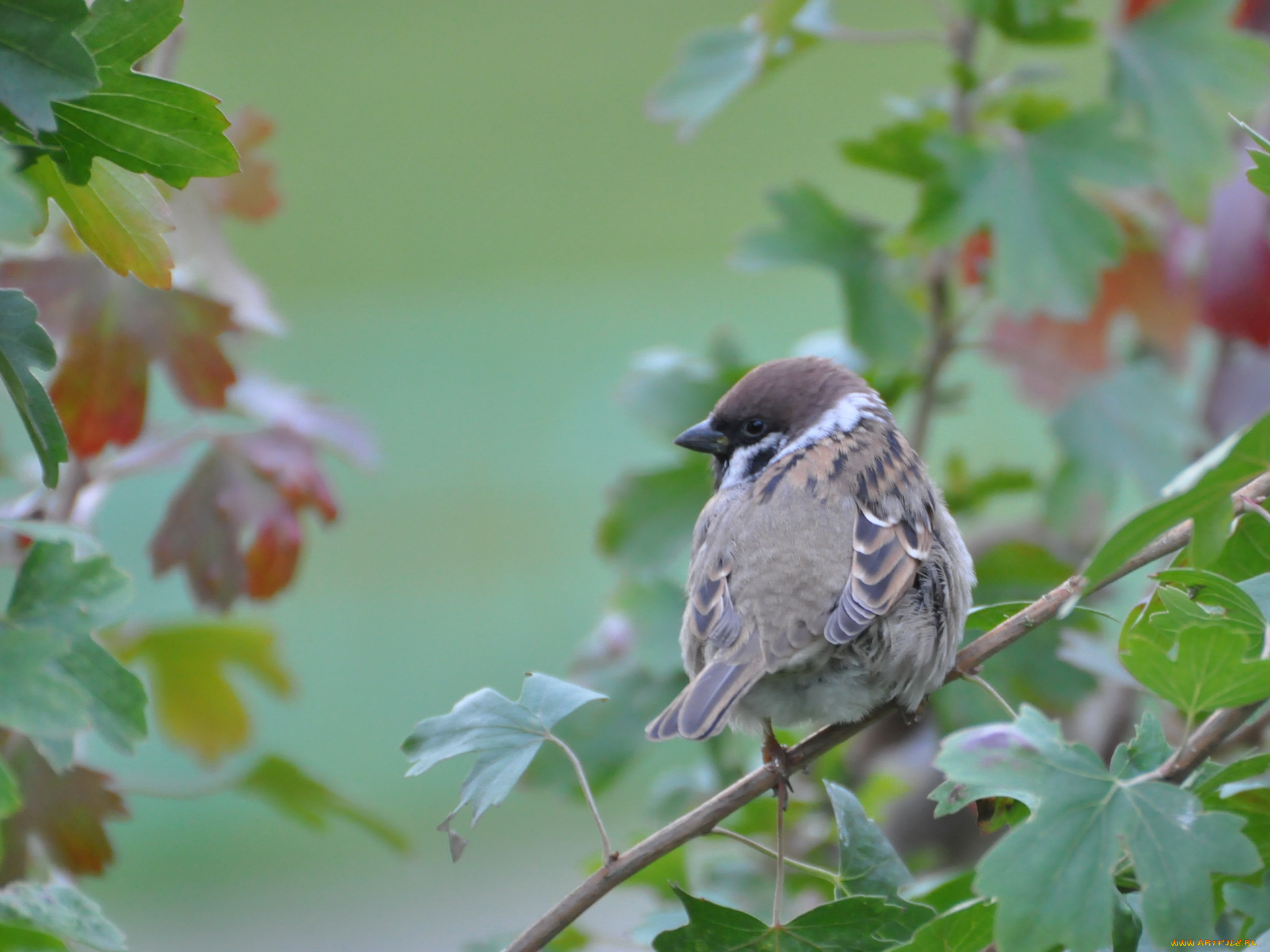 животные, воробьи