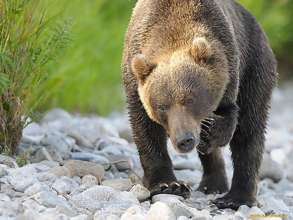 автор, игорь, шпиленок, животные, медведи