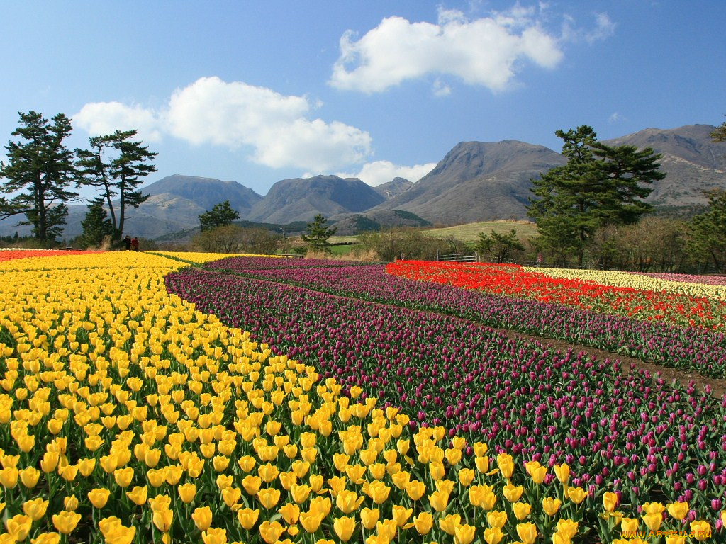 цветы, тюльпаны