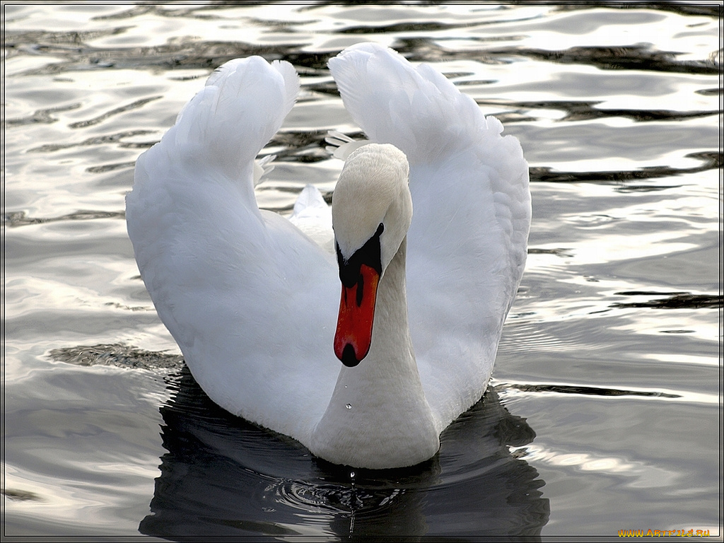 животные, лебеди