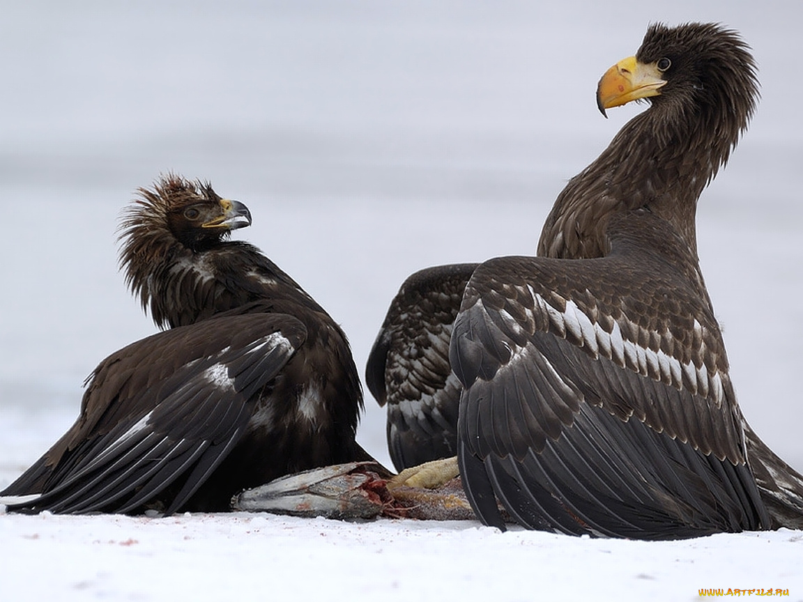 автор, игорь, шпиленок, белоплечие, орланы, животные, птицы, хищники