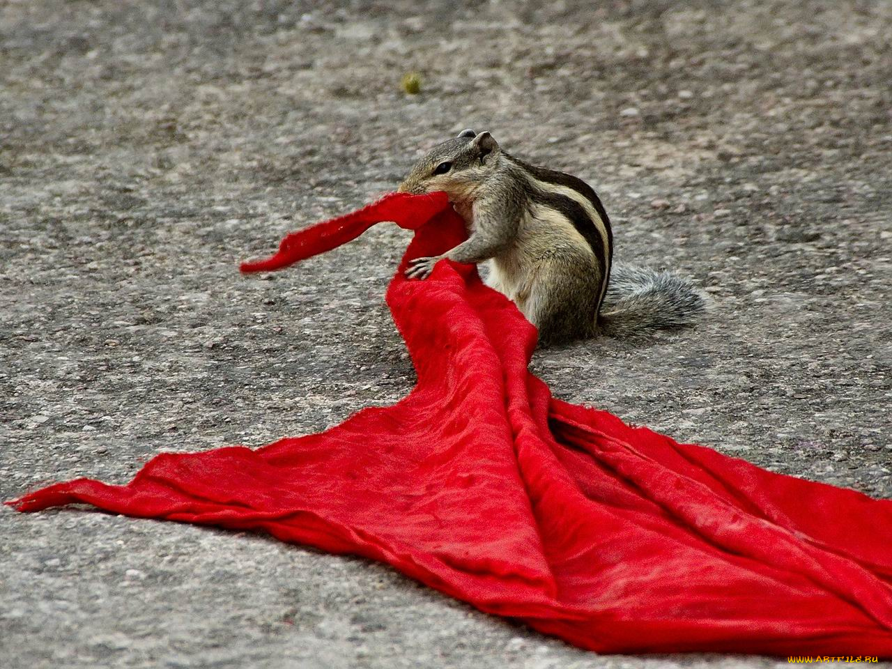 животные, бурундуки