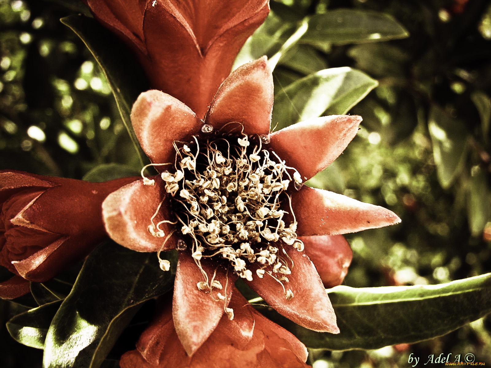 цветы, цветущие, деревья, кустарники