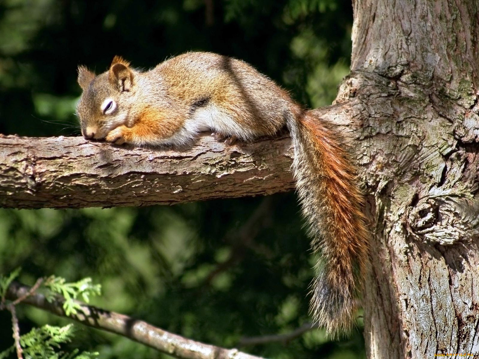 животные, белки