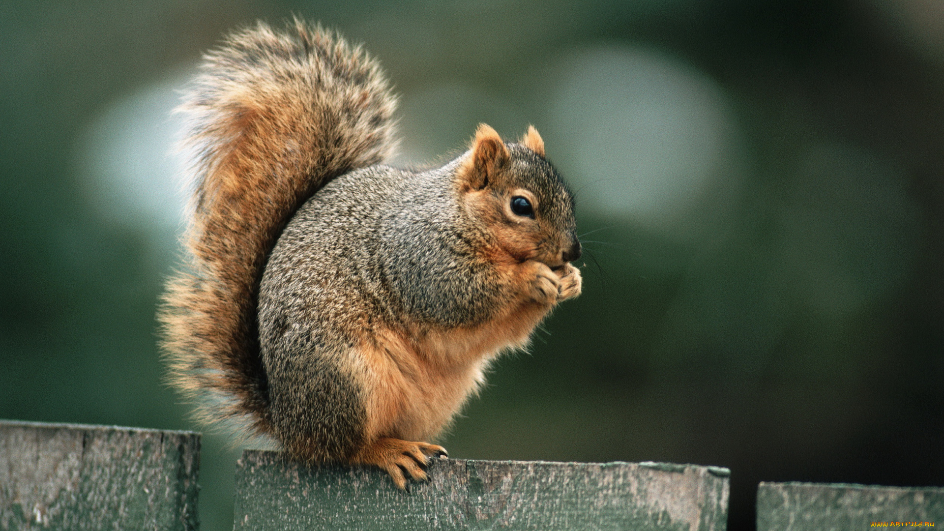 животные, белки