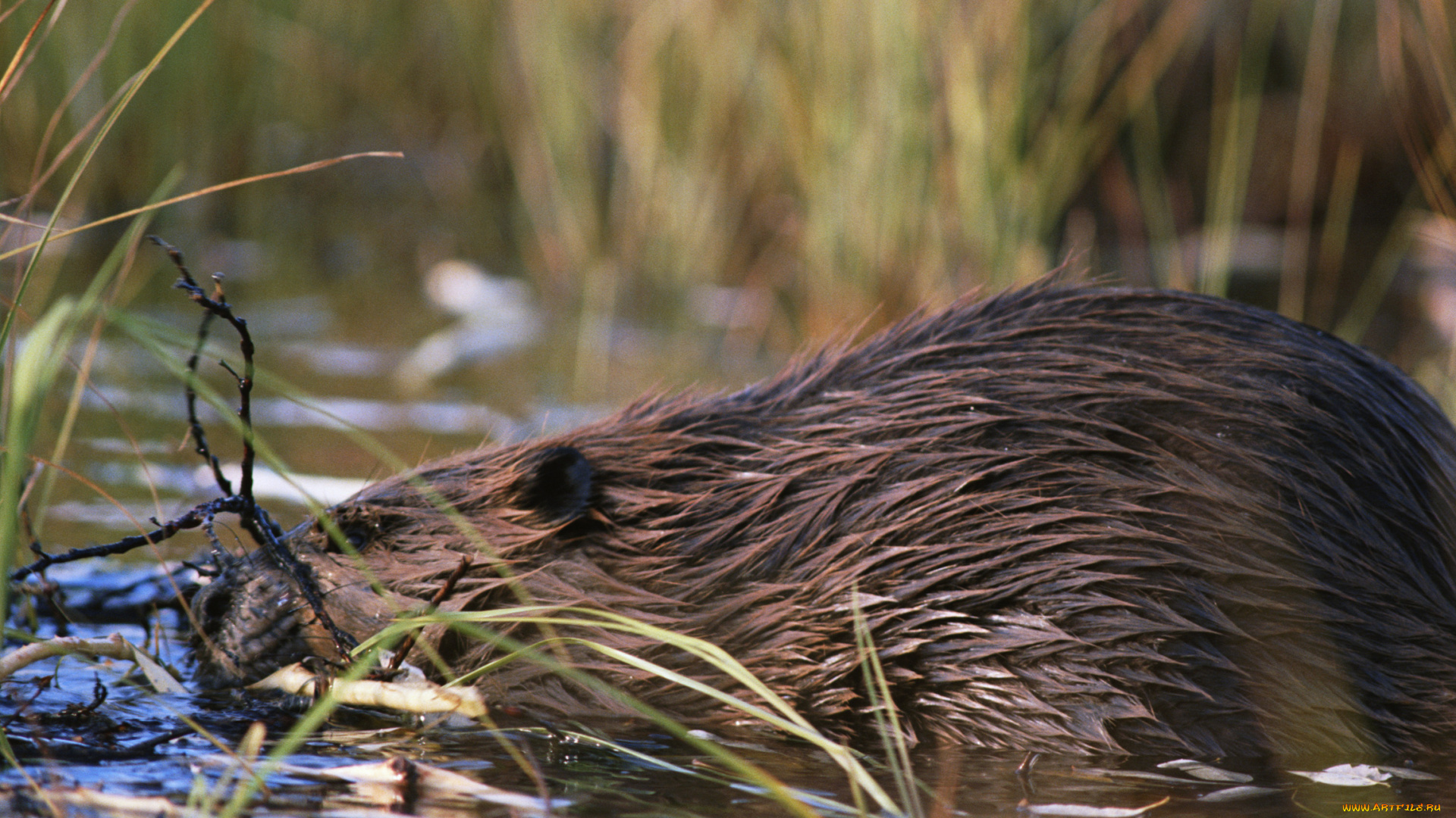 животные, бобры