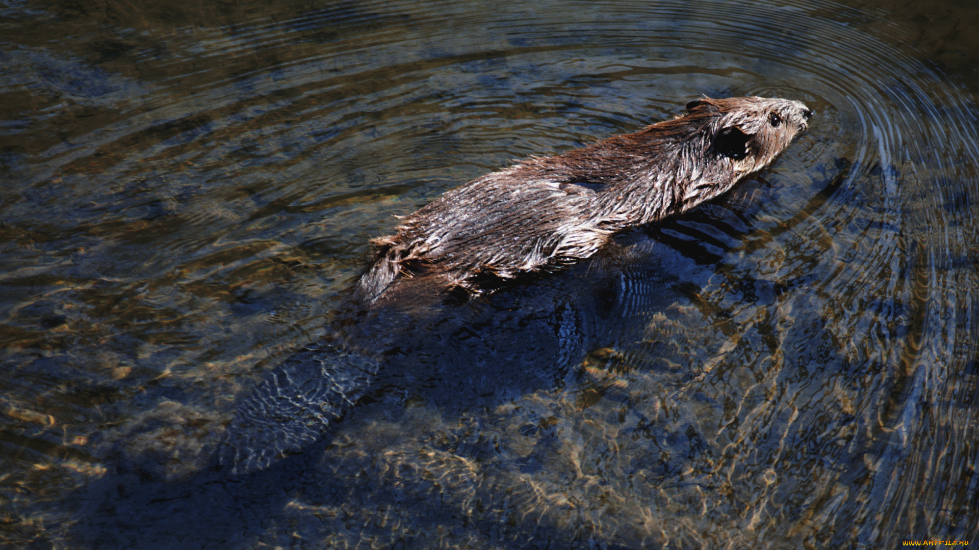 животные, бобры