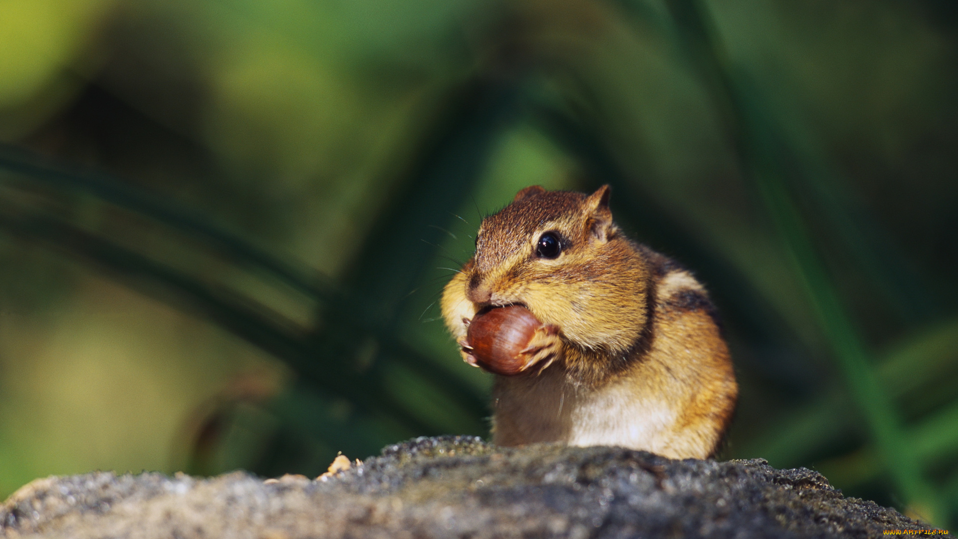 животные, бурундуки