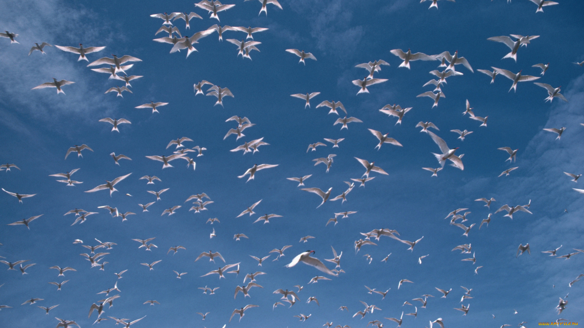 животные, Чайки, бакланы, крачки, небо, птицы, чайки