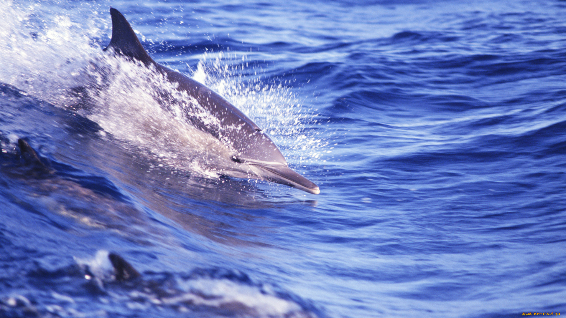 животные, дельфины