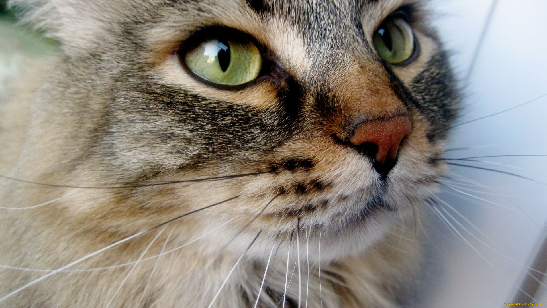 животные, коты