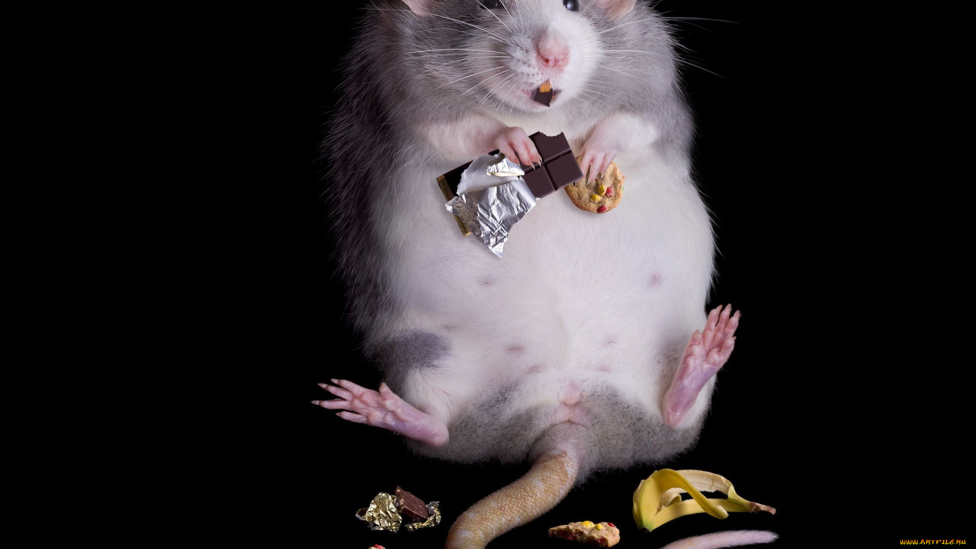 животные, крысы, мыши