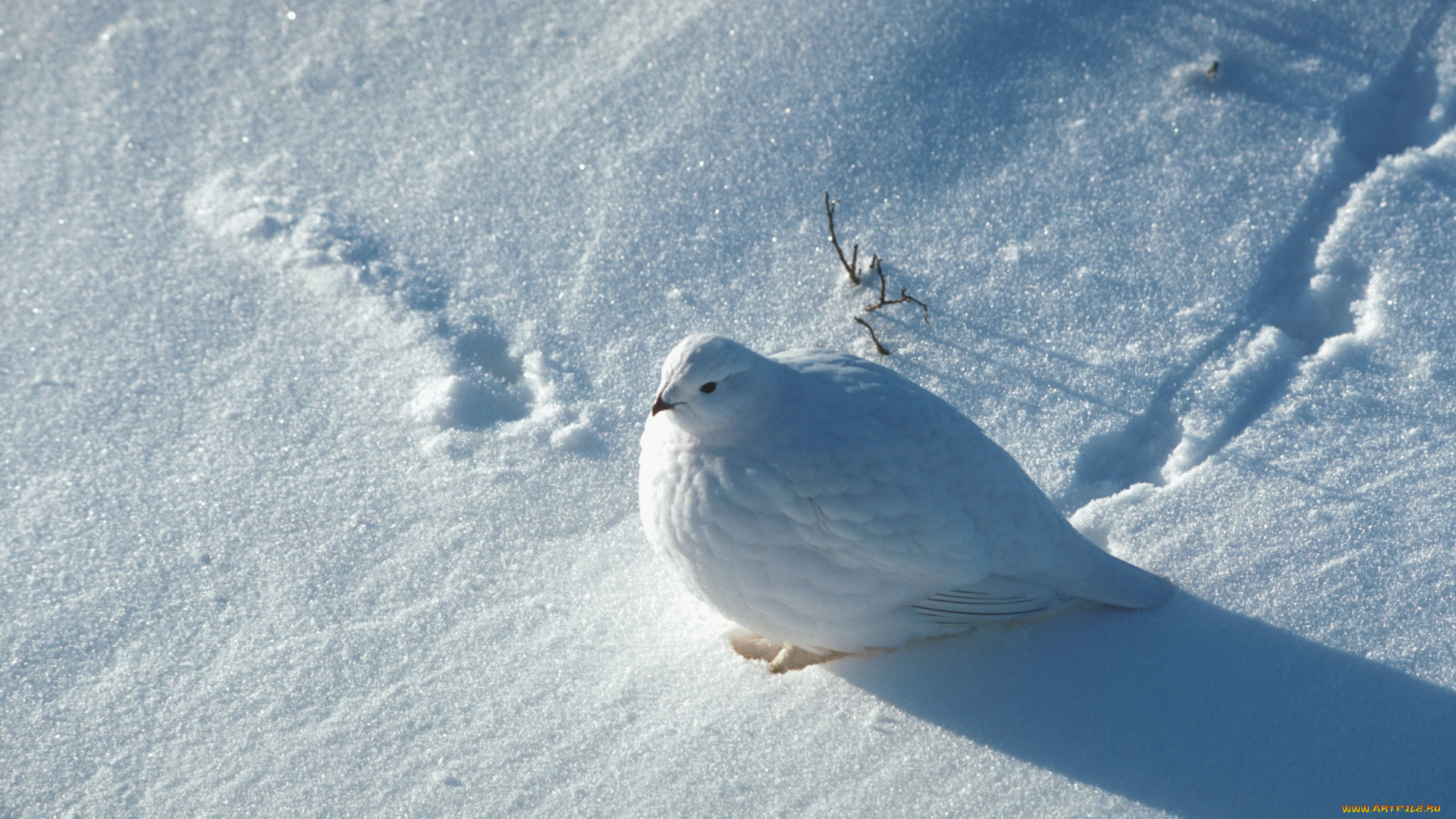 животные, куропатки, рябчики, перепела