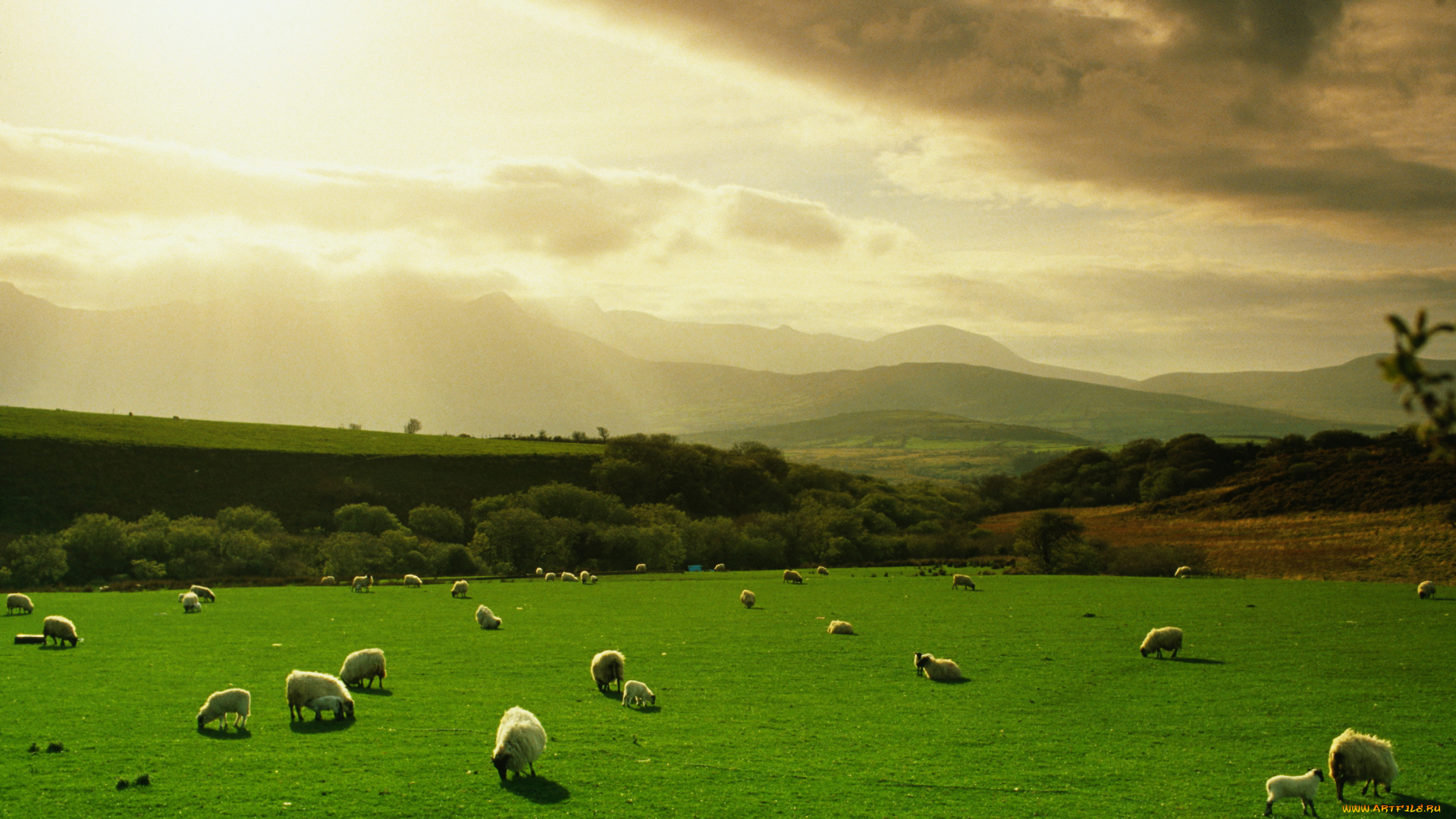 животные, овцы, бараны