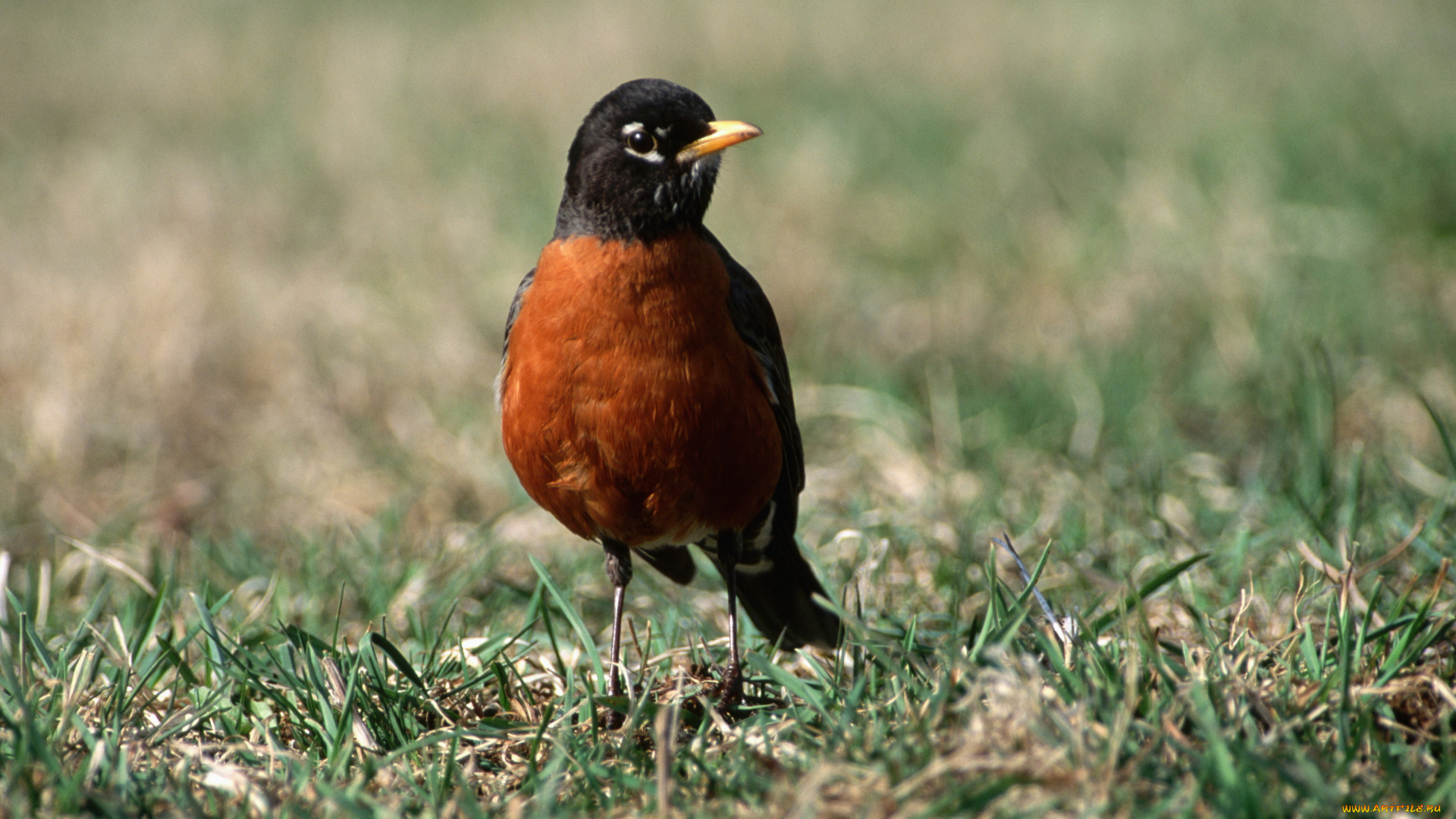 животные, птицы