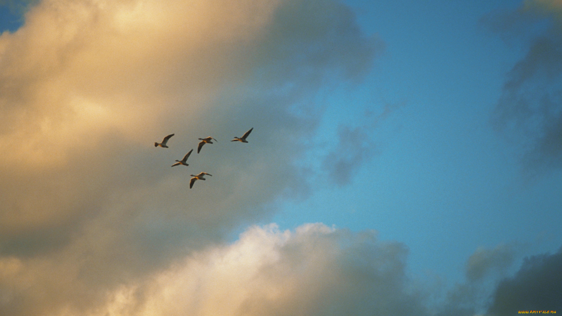 животные, птицы, небо